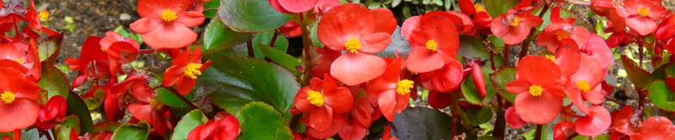 Categorie afbeelding Begonia Semperflorens